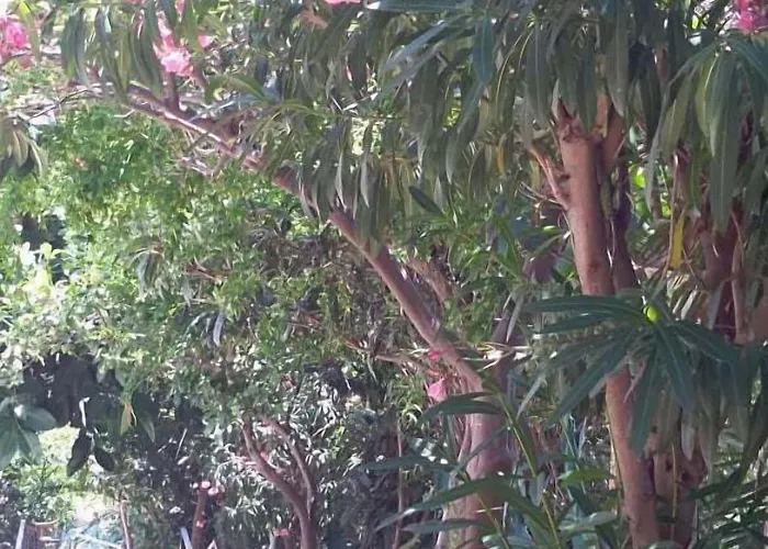 Lemon فندق كاس